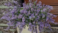 Catmint