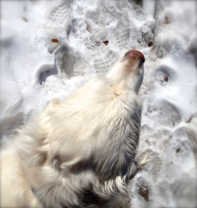 Dog in snow