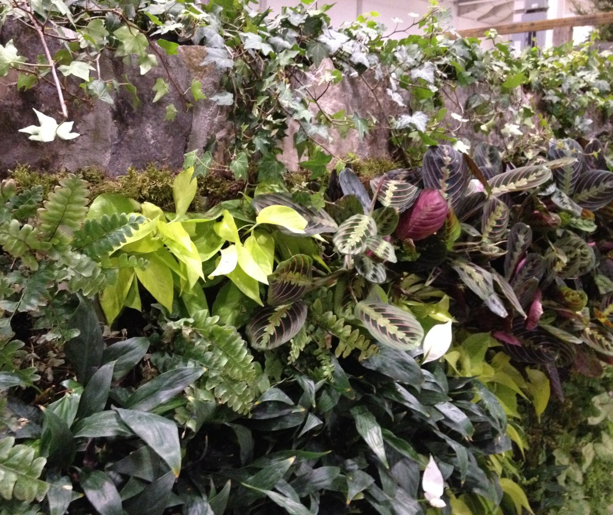 Close-up of living wall by Hollander Landscaping Ltd.