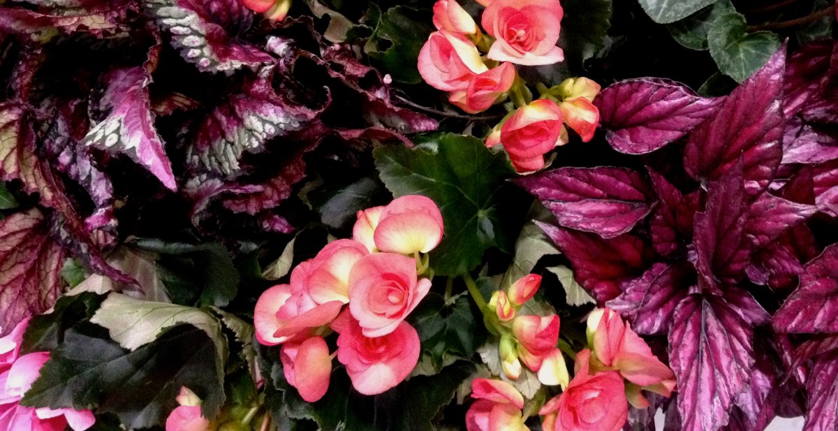 Coleus and begonias for shade gardens