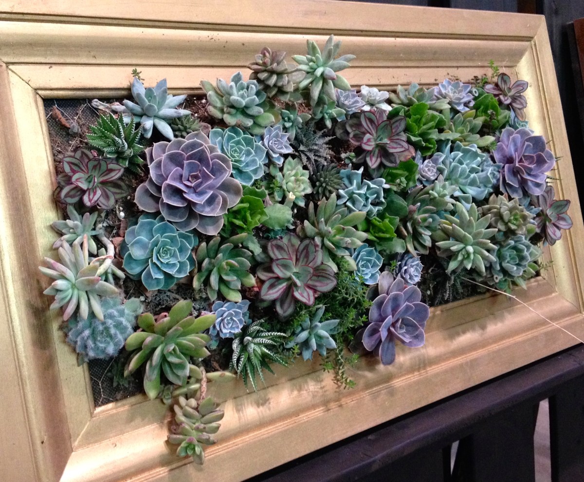 Sedums in a gold frame.