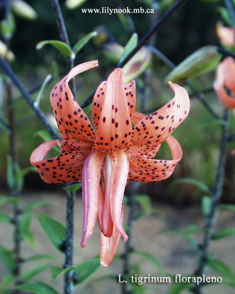 Lilium tigrinum flore pleno