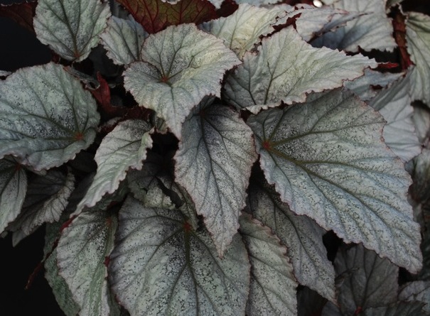 Silver-leafed Rex Begonia