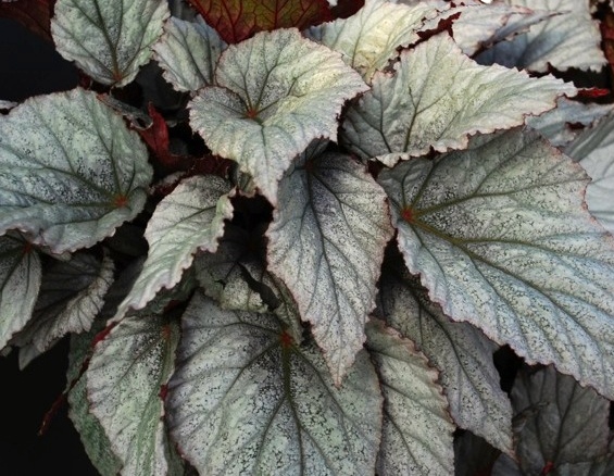 Silver leaf Rex Begonia