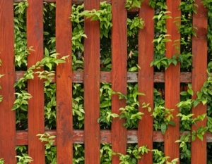 Gardening success: look over the fence