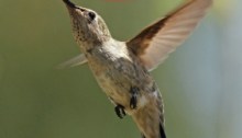 Hummingbird at flower