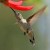 Hummingbird at flower