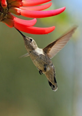 Hummingbird at flower