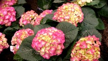 Hydrangea sample for gardening.