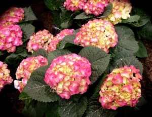 Hydrangea sample for gardening.