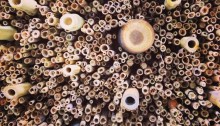 Bee and bug nest idea