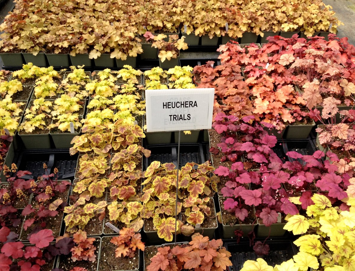 Heuchera trials at a commercial nursery