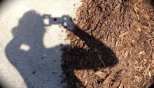Mulch and shadow