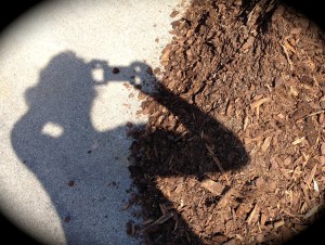 Mulch and shadow