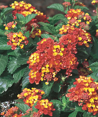 Close-up of Lantana for hummingbirds