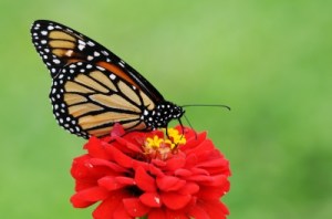 Monarch butterfly