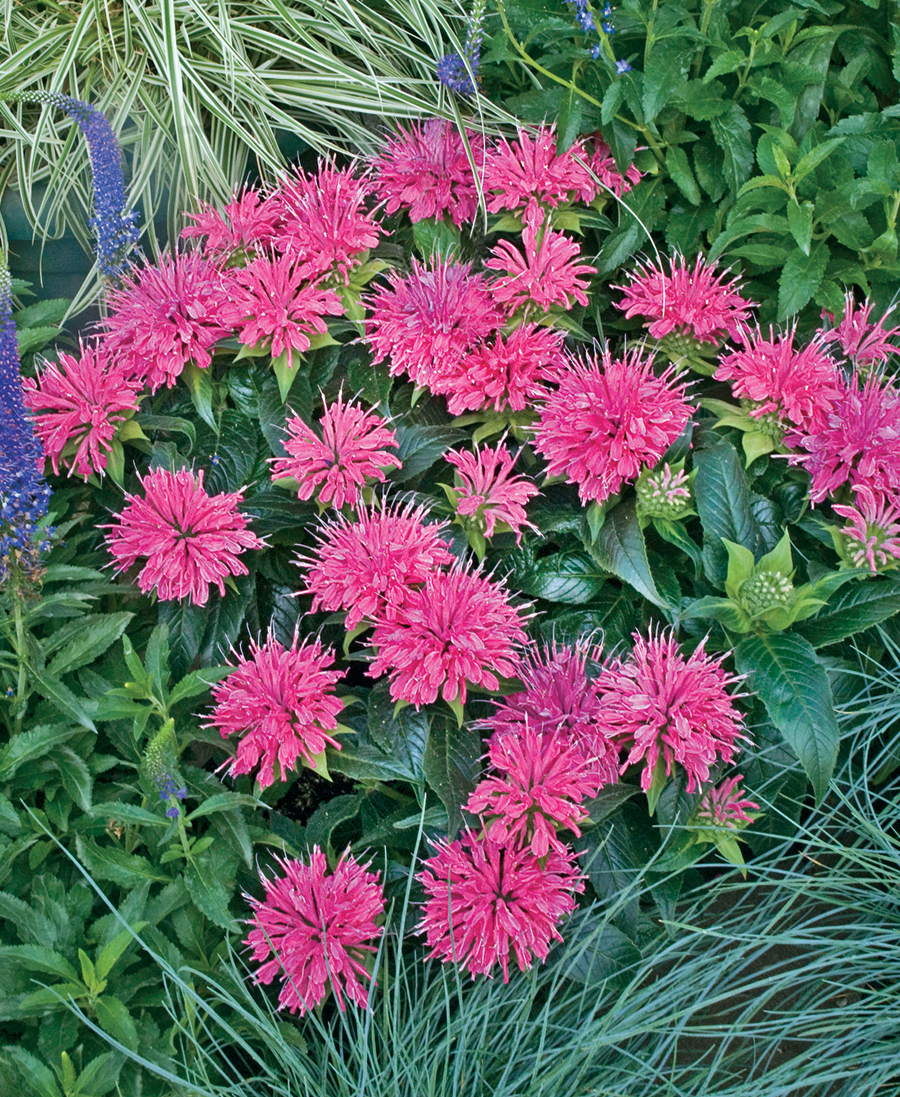 Pink Bee Balm for hummingbirds