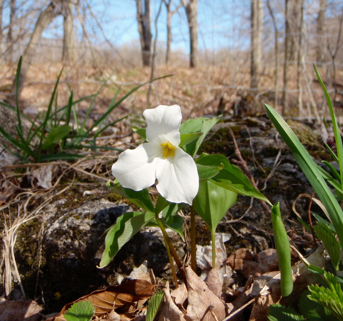 A lone trillium in the sunlight