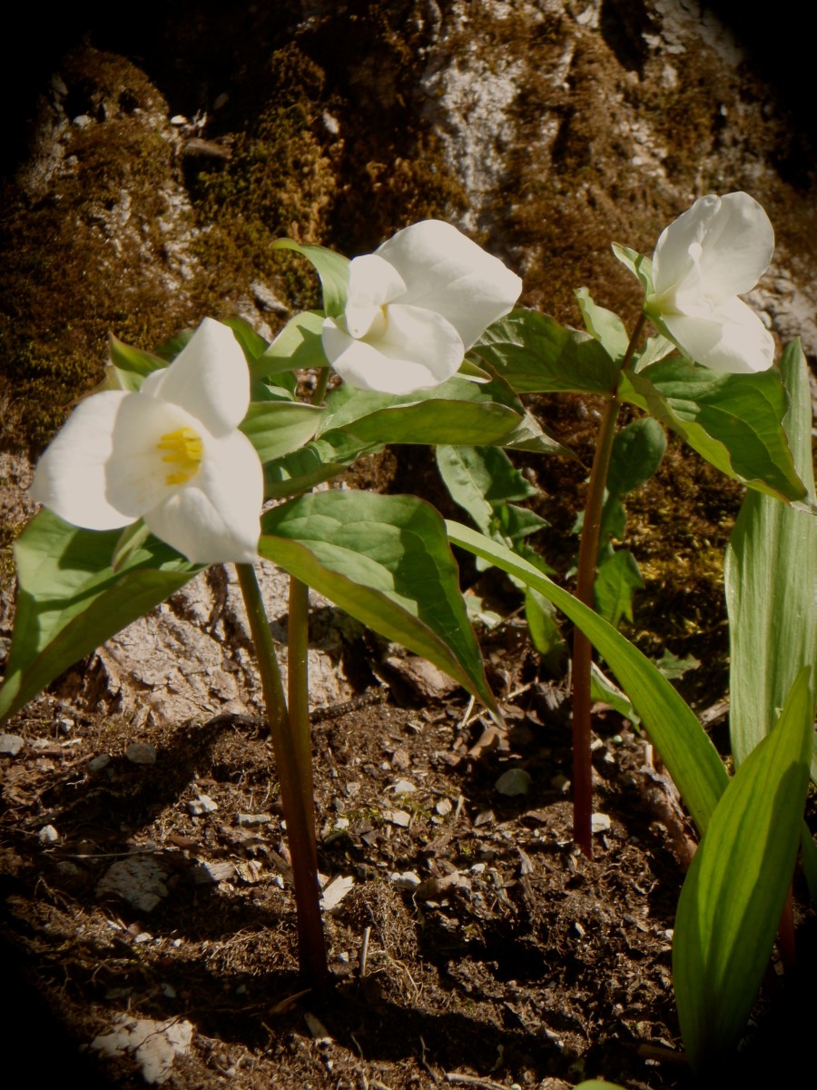 Trilliums in Southern Ontario