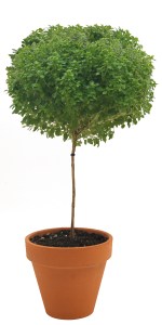 Basil topiary in container