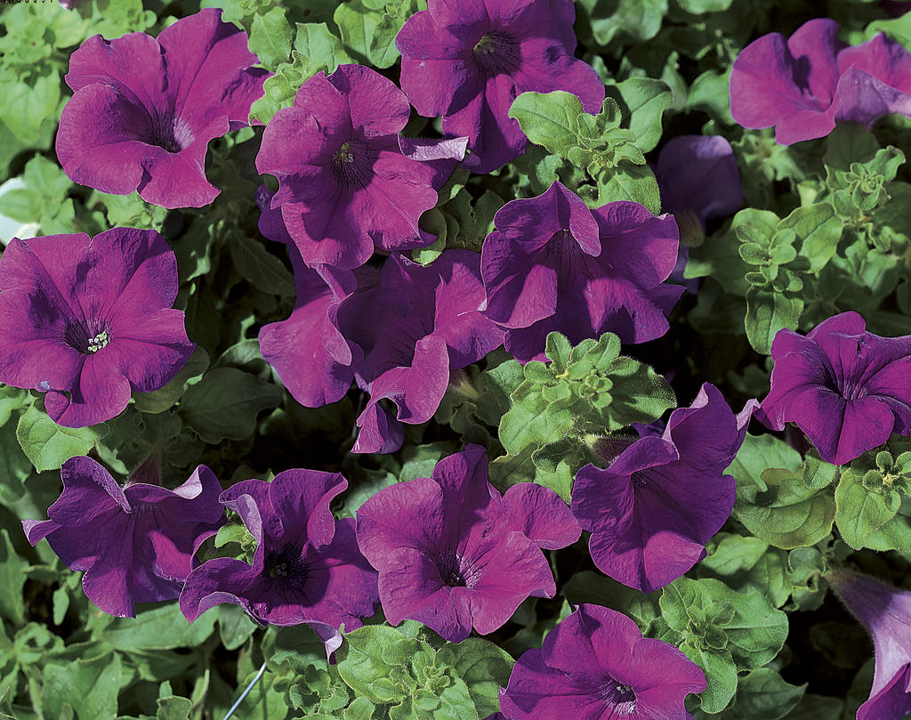 Purple petunias for hummingbirds