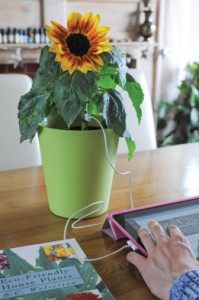 Electricity-generating sunflower