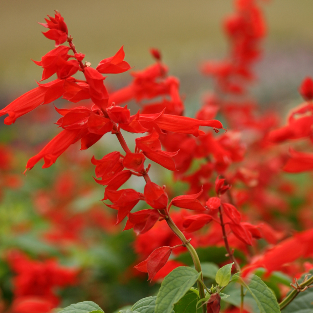 Red Salvia for hummingbirds