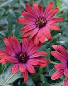 African Daisy for a container