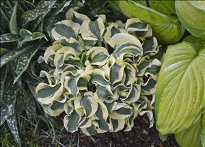 Hosta Mini Skirt