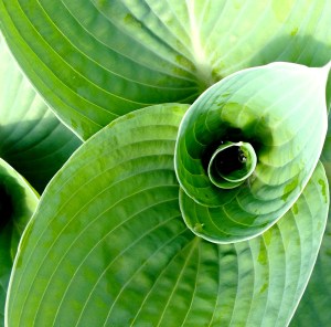 Hosta aerial view