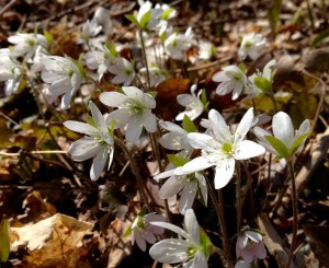 Flowers in a forest