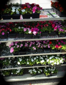 Shelves of impatiens