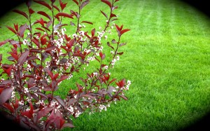 Shrub and lawn