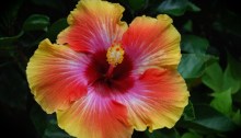 Hibiscus Fiesta flower