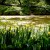 Pond and irises