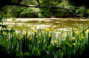 Pond and irises