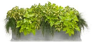 Container planting for shade