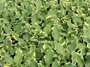 Hosta Wheee