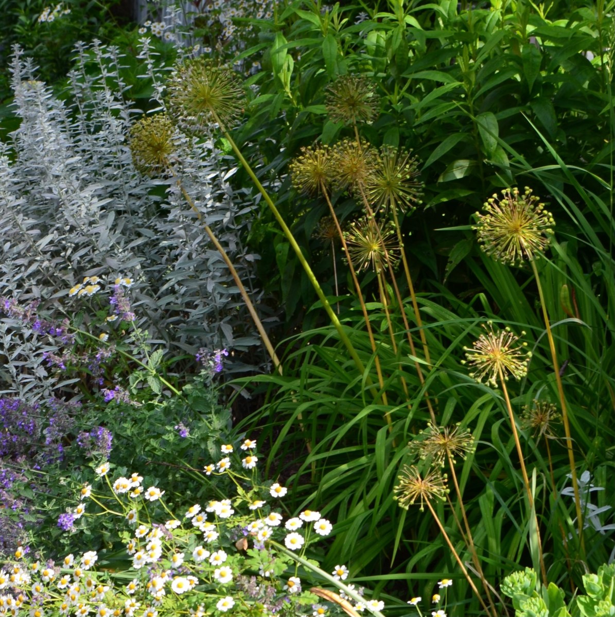 Alium seed heads