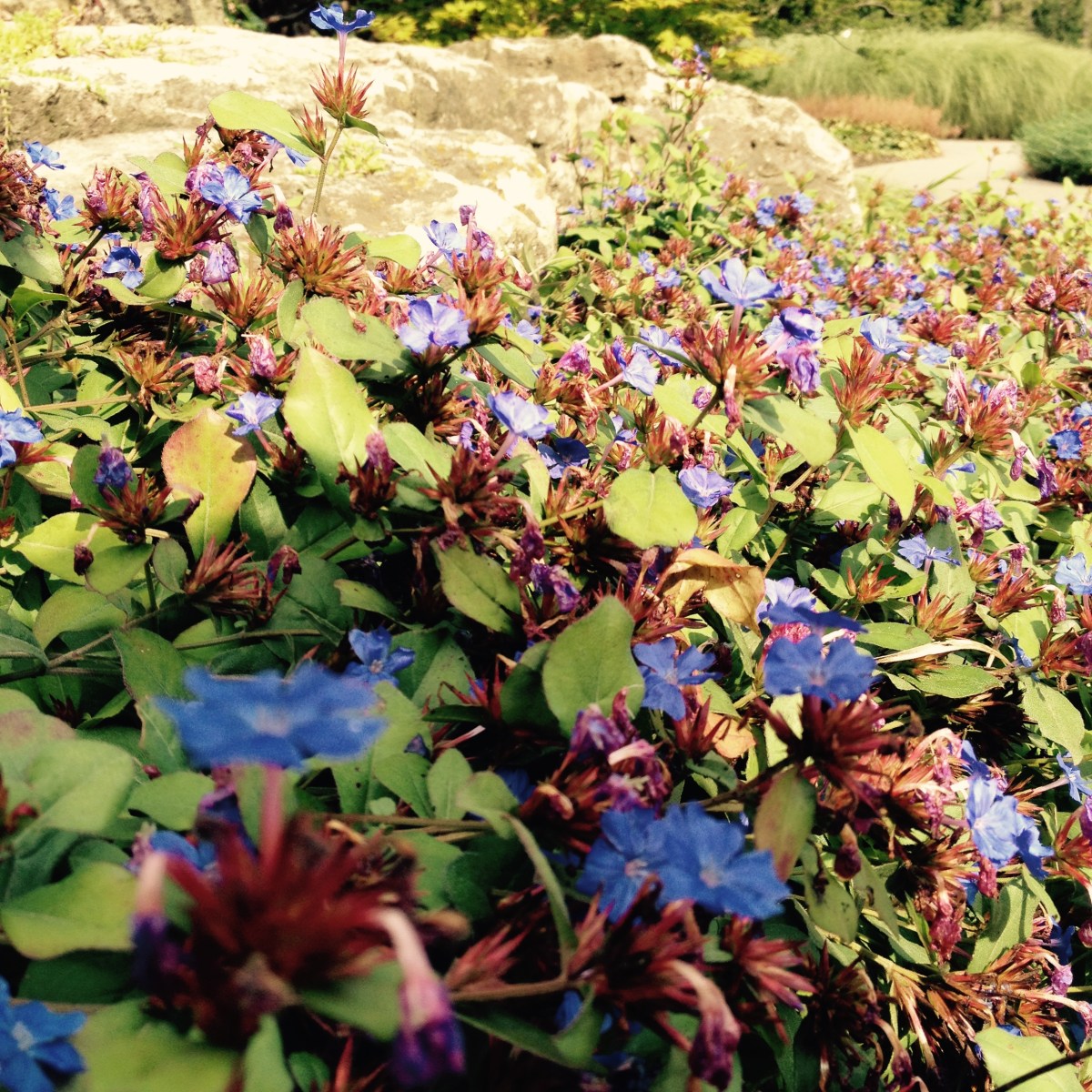 Blue flowering ground cover