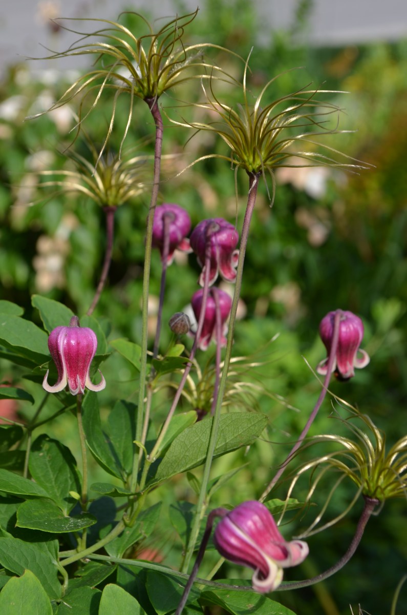 Clematis with seed heads