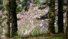 Magnolia trees in bloom