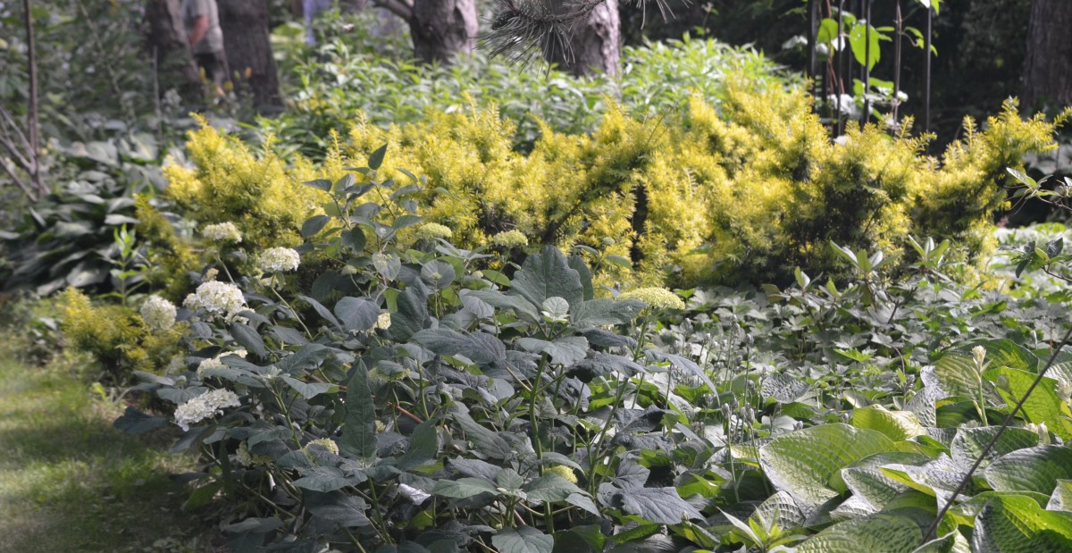 Golden Canadian hemlock