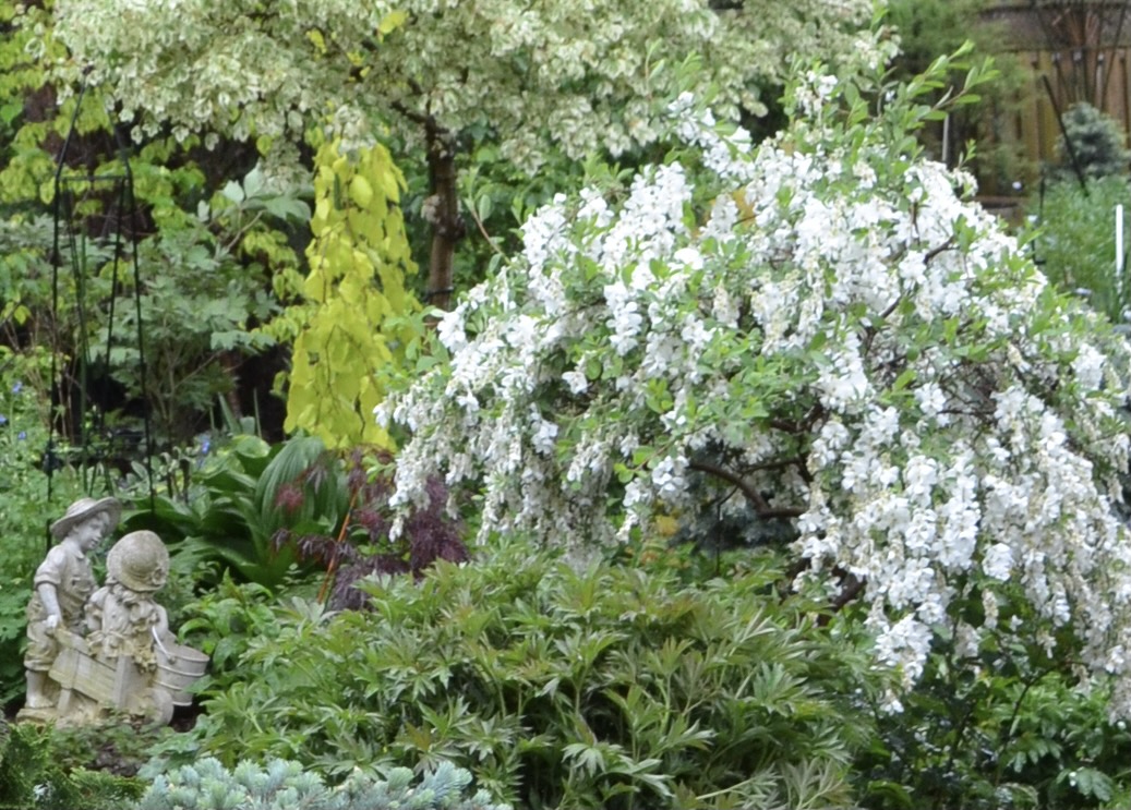 A small tree with white flowers