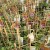 Plants with tags and labels
