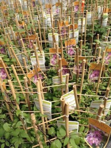 Plants with tags and labels