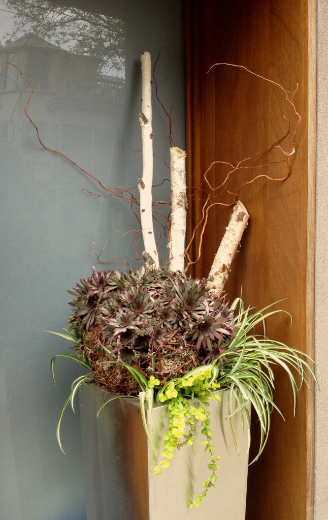Container with succulents and branches