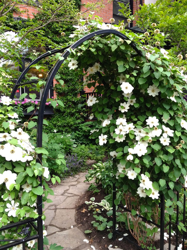 Clematis and curving front path