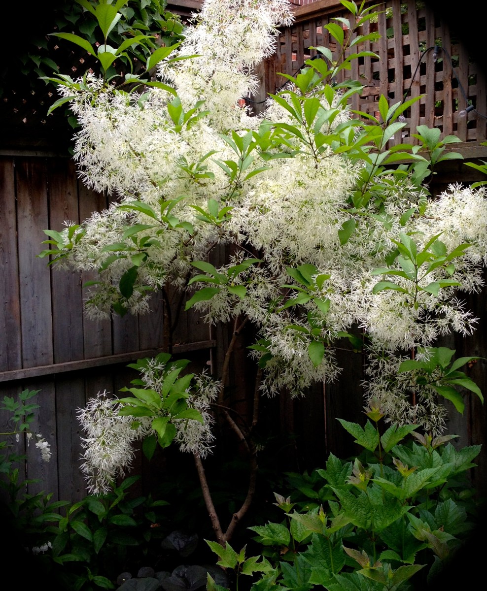 Fringe Tree