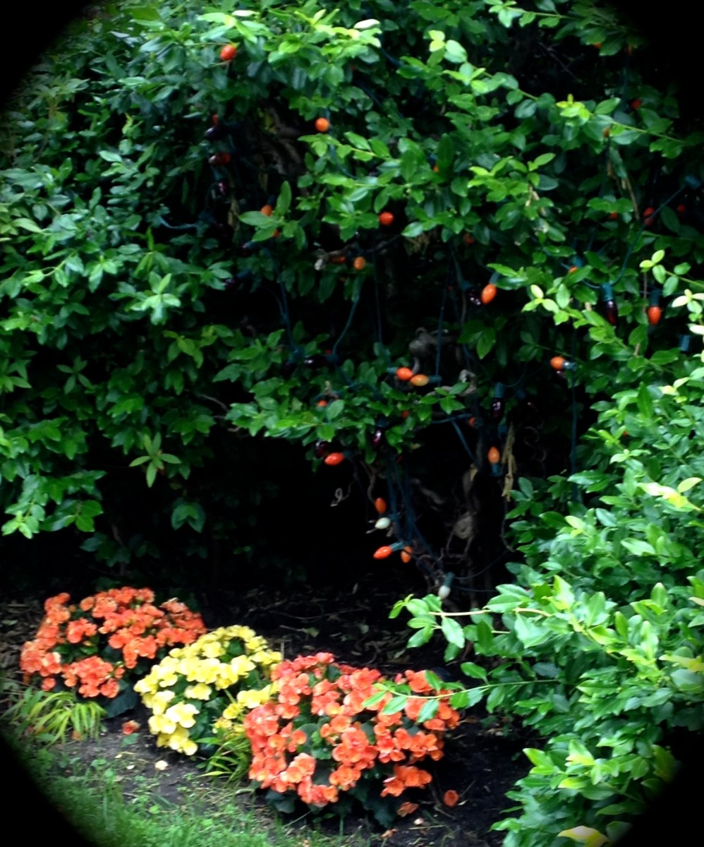 Flowers and tree lights